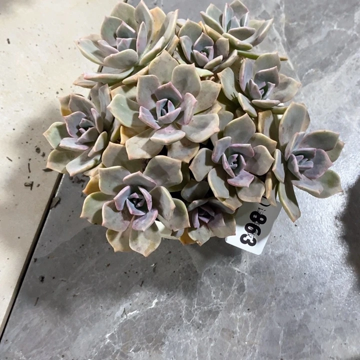 云**云863彩虹糖锦多肉植物