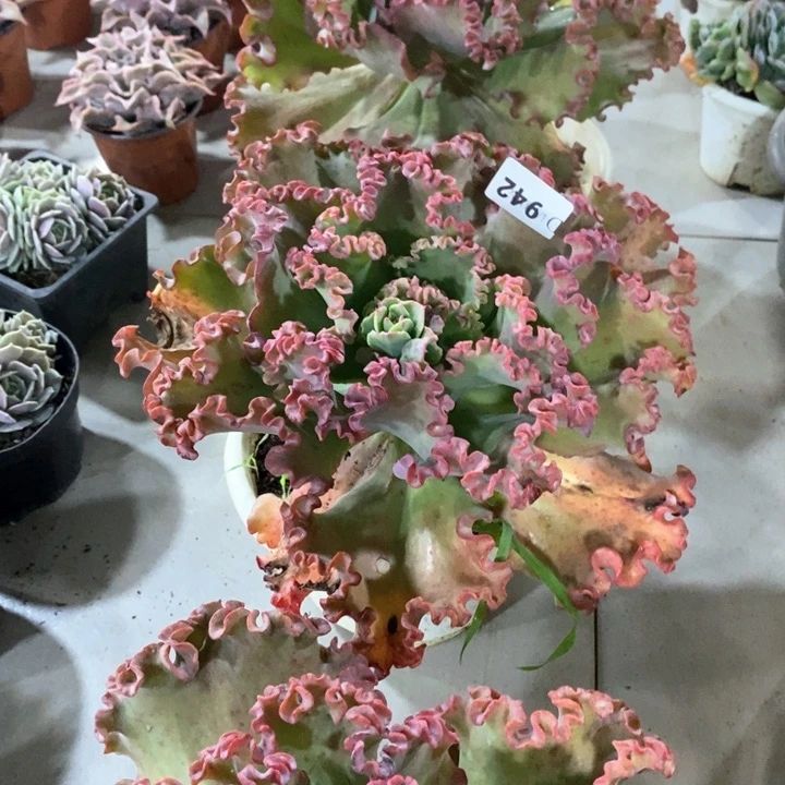 桑****贝842女王花粒多肉植物