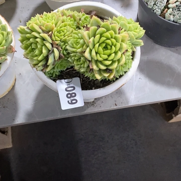 一***面089麦秆女王多肉植物