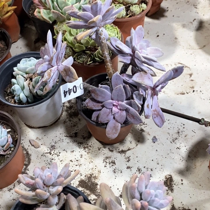 郁**—044华丽风车多肉植物
