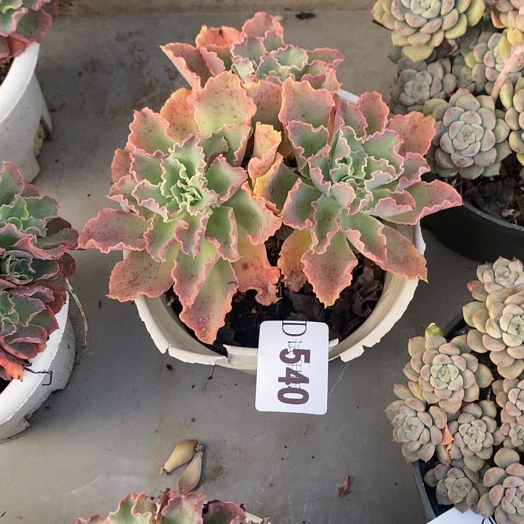 蝴*540蓝狐多肉植物