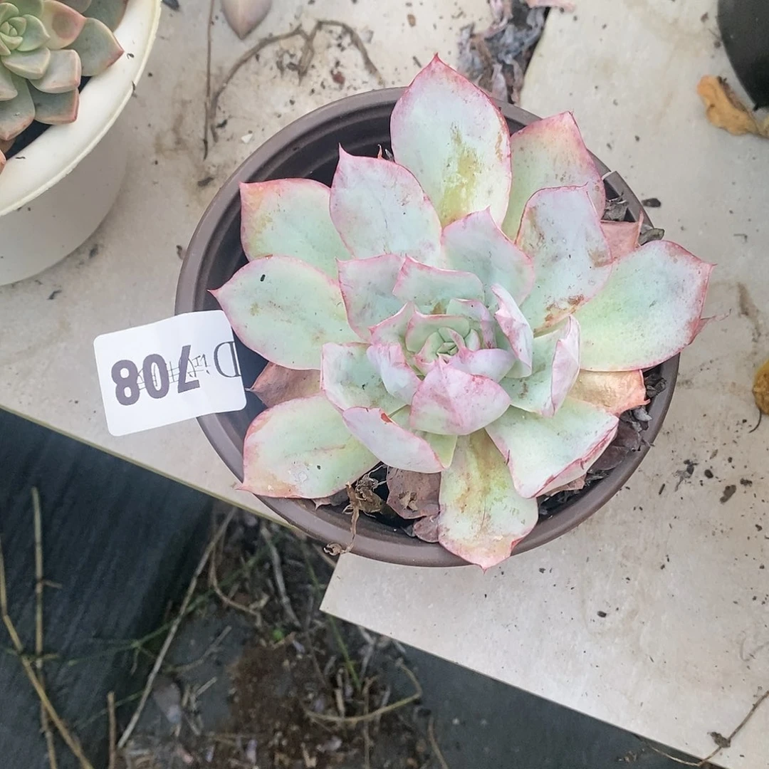 用****9708蓝光多肉植物