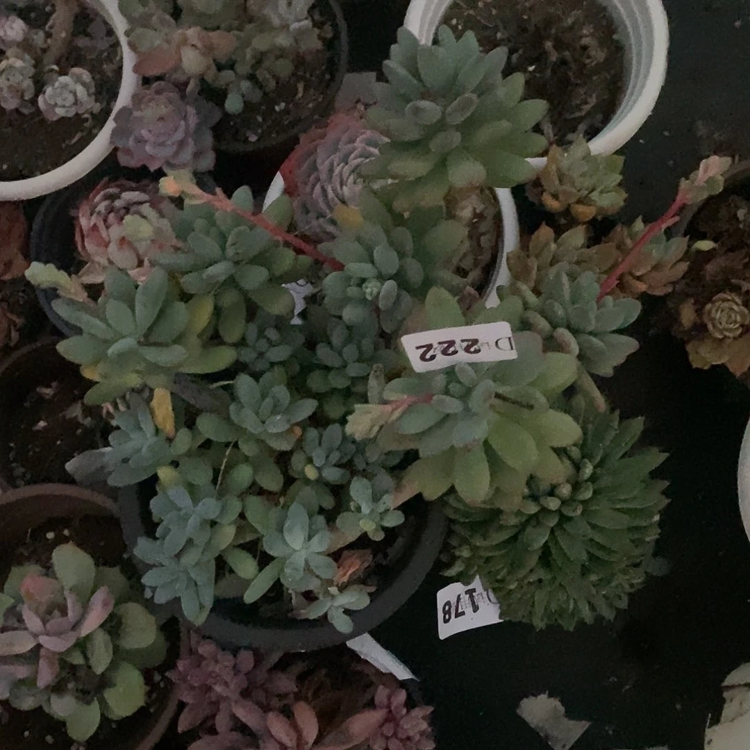 用****人222苹果奶多肉植物