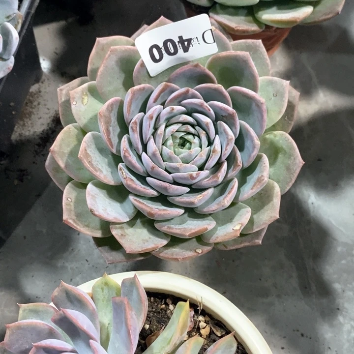 ?**?400恩宠多肉植物