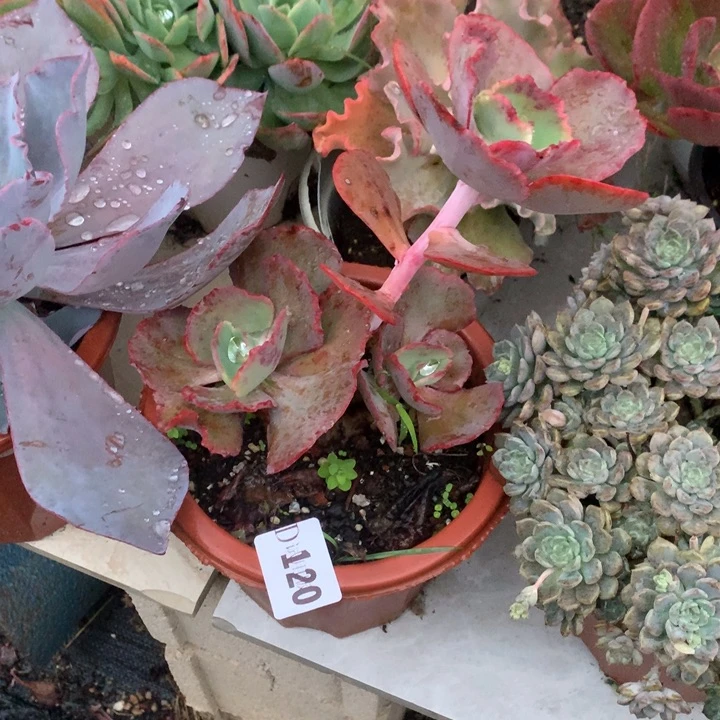 曾*?120蓝色妖姬多肉植物