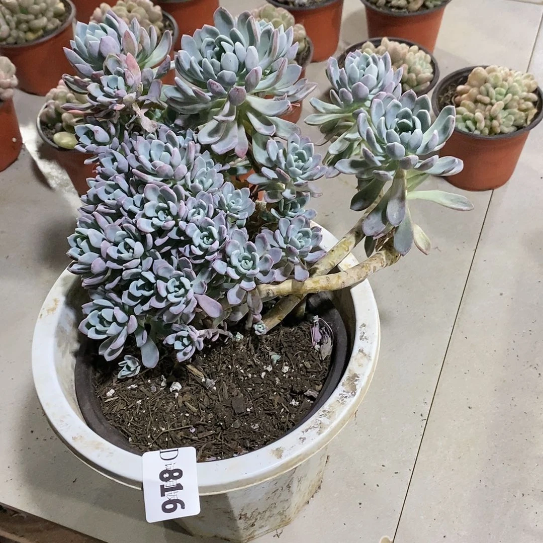 星***?816红卷叶多肉植物