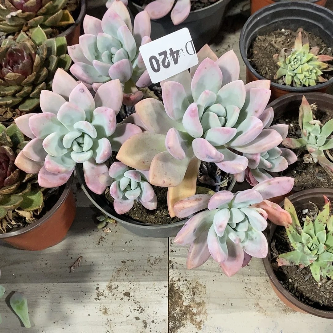 清*音420奥普多肉植物