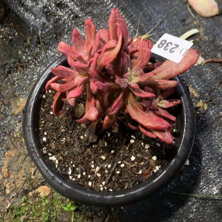 九*?238钻石锦多肉植物