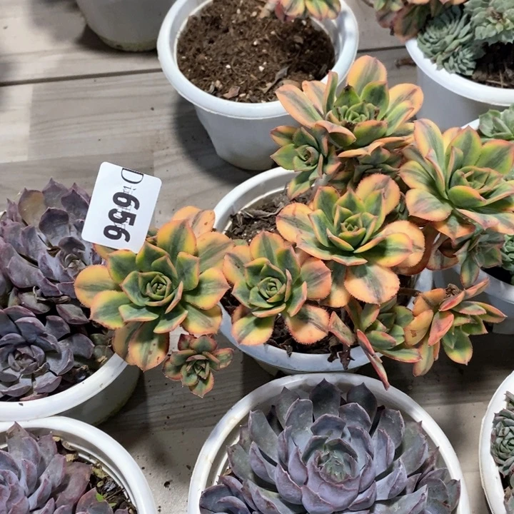 伊**装656星爆多肉植物