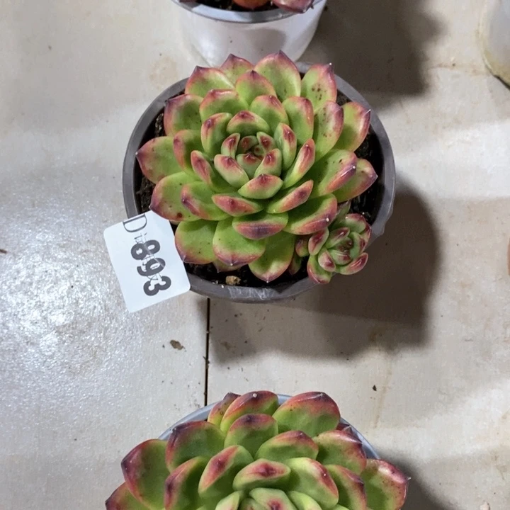 楠*雅893Tm多肉植物