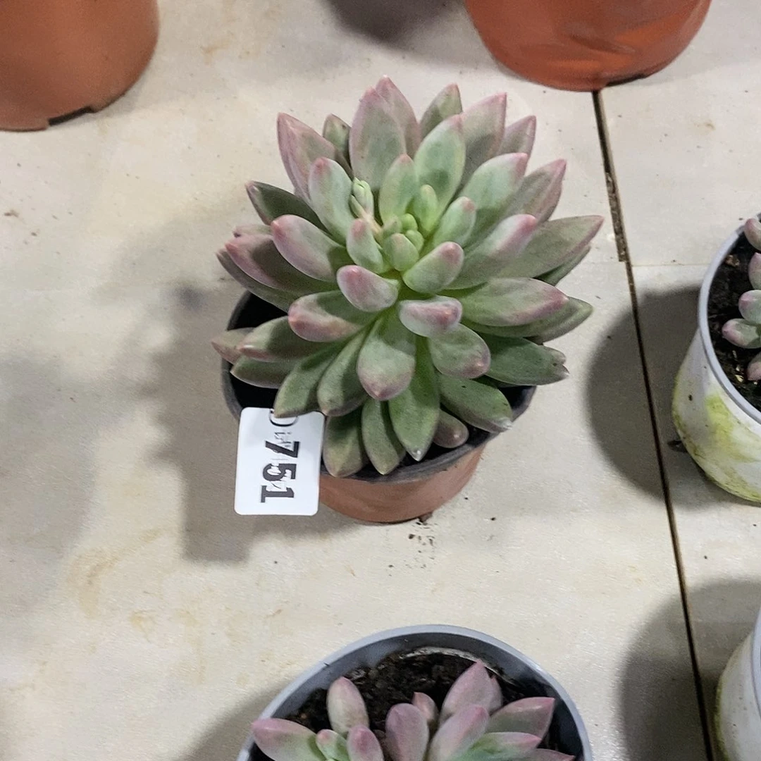 古*751红蜻蜓多肉植物