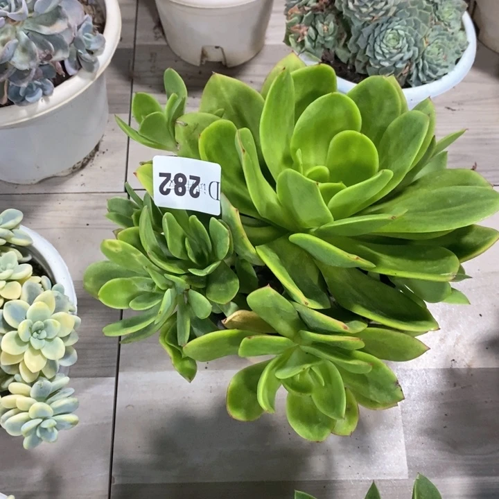 东*282翠花多肉植物