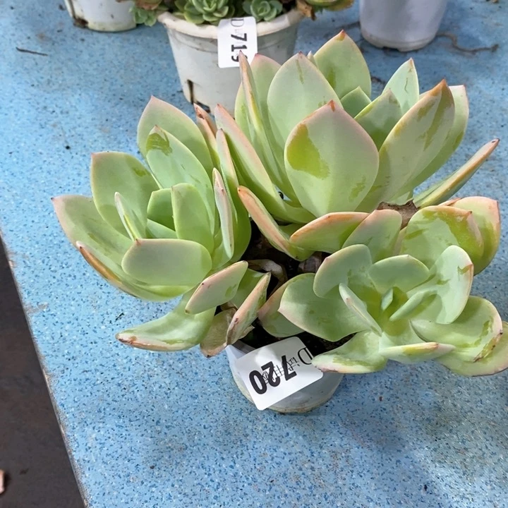 帽**p720白凤多肉植物