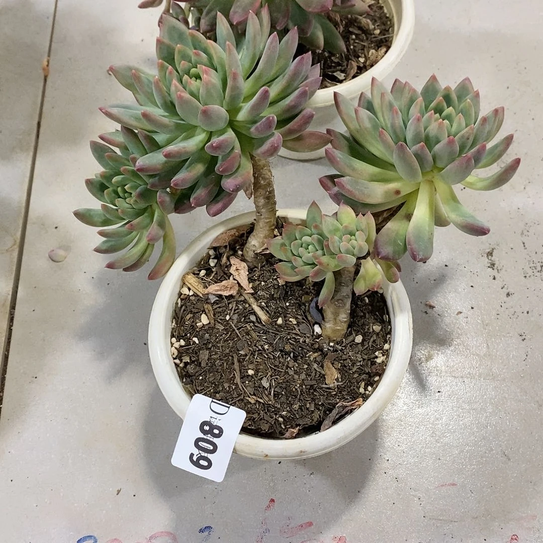 星***?809冰心公主多肉植物