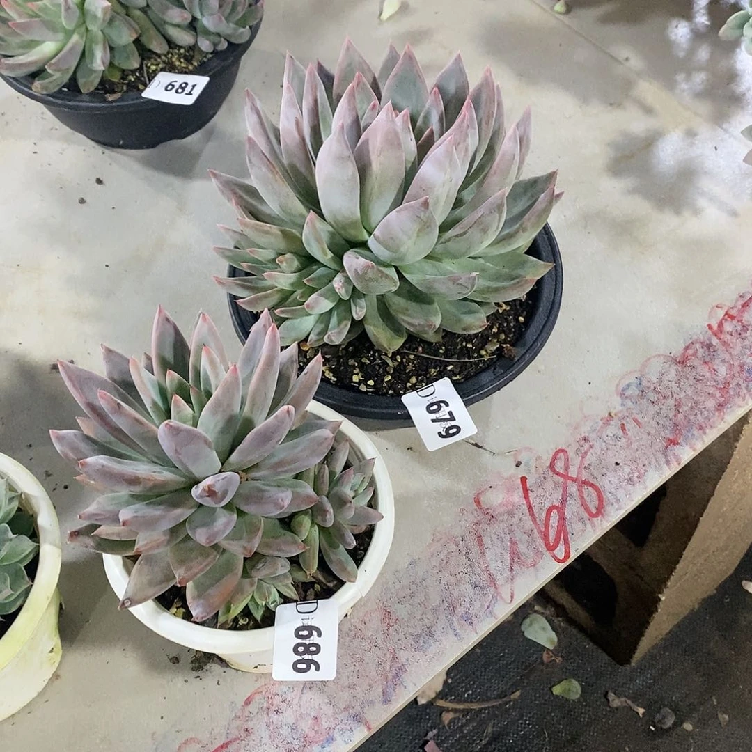 一*679+686圣徒2颗多肉植物