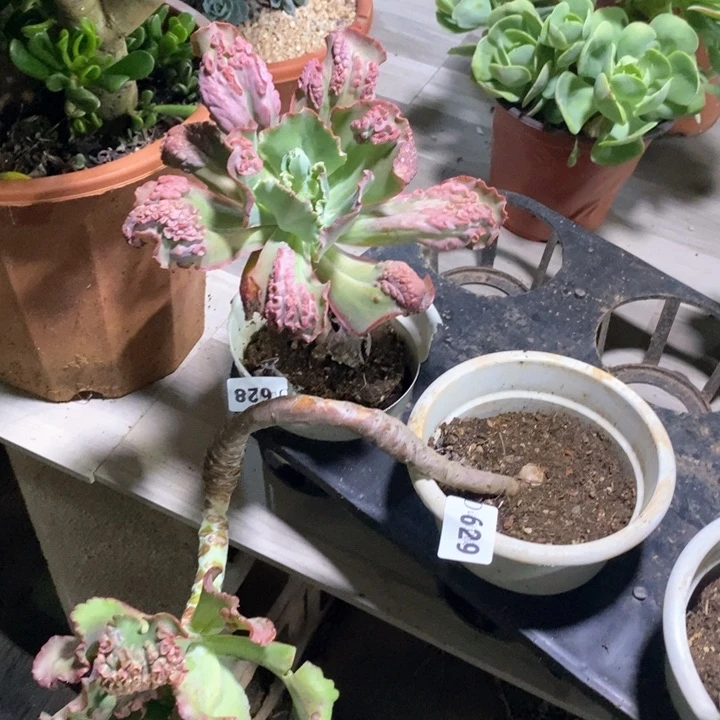 伊**装628.629嘉年华多肉植物2颗