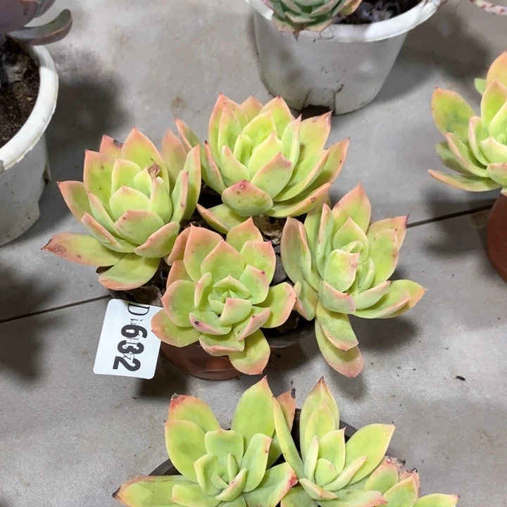 丽***丽632乔伊多肉植物