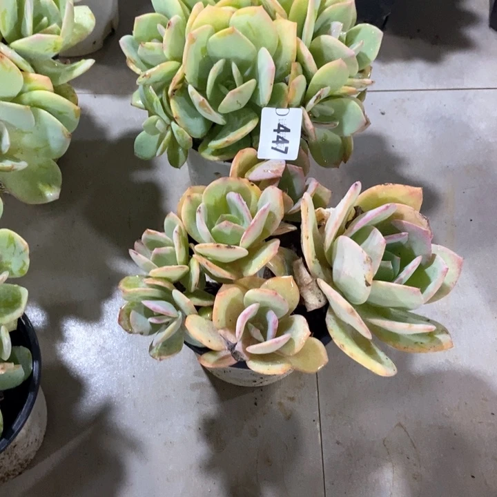 浮***。447白凤多肉植物2颗