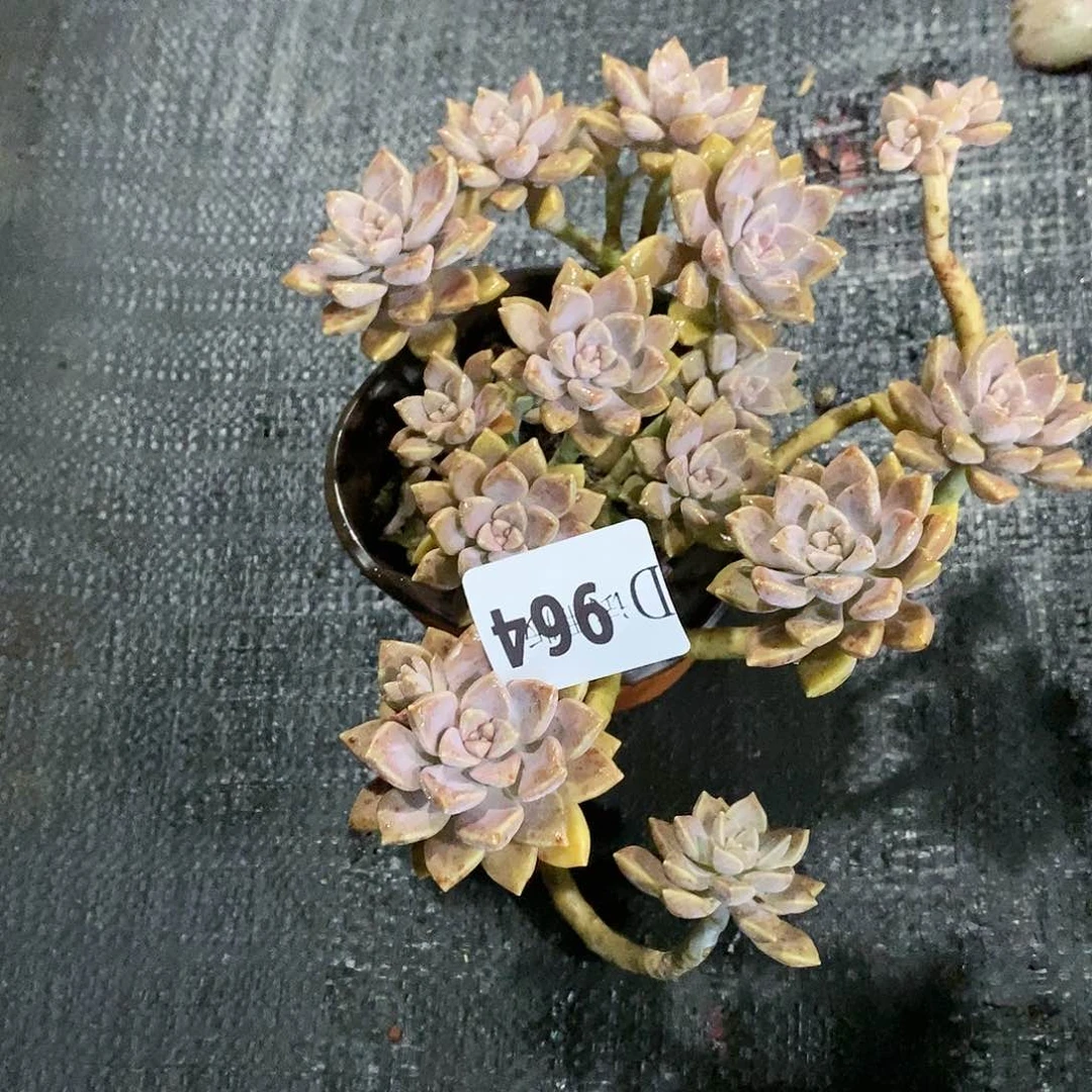 萌*哒964阿伦培多肉植物