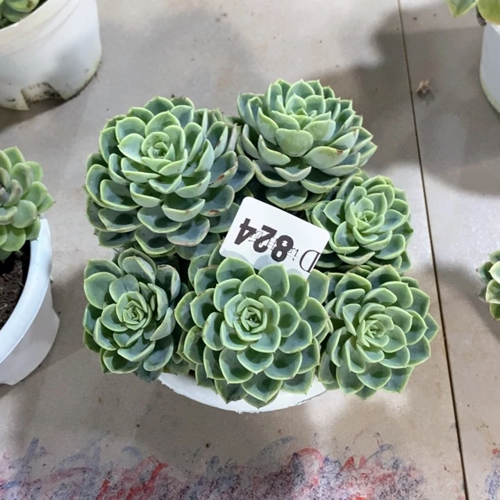 安*824哈密瓜多肉植物