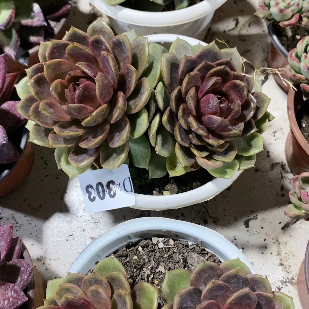 佩*303巧克力慕斯多肉植物