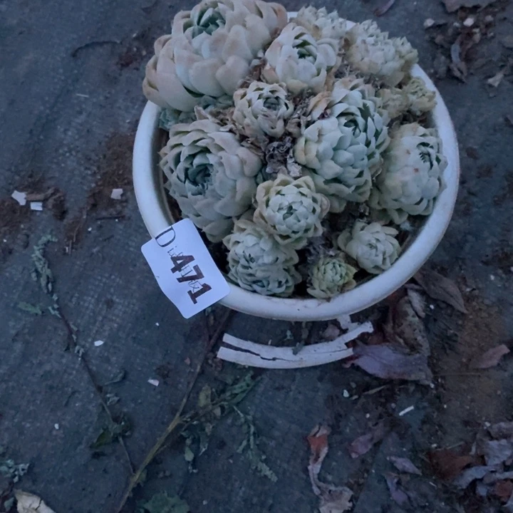 日*?471白月影多肉植物