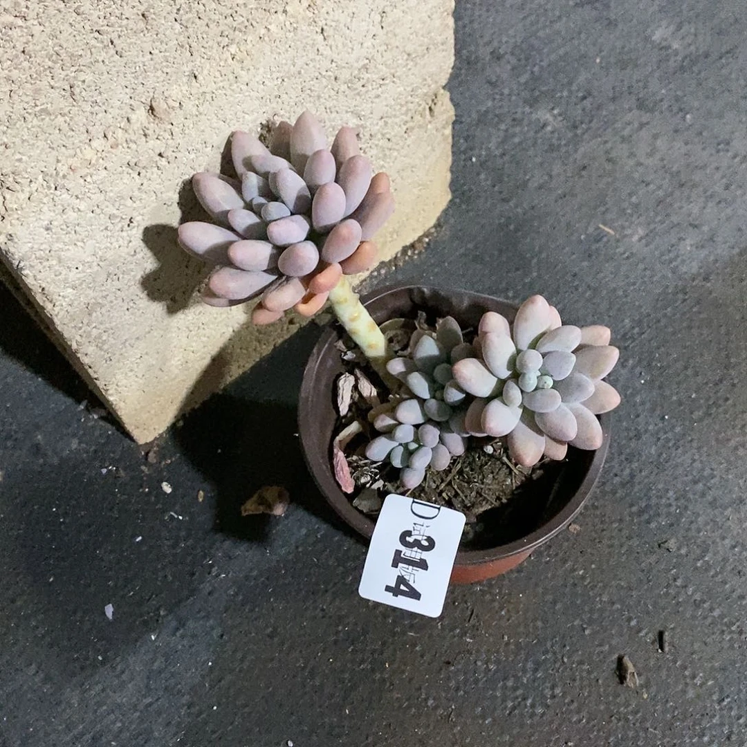 珍*314粉色恋人多肉植物