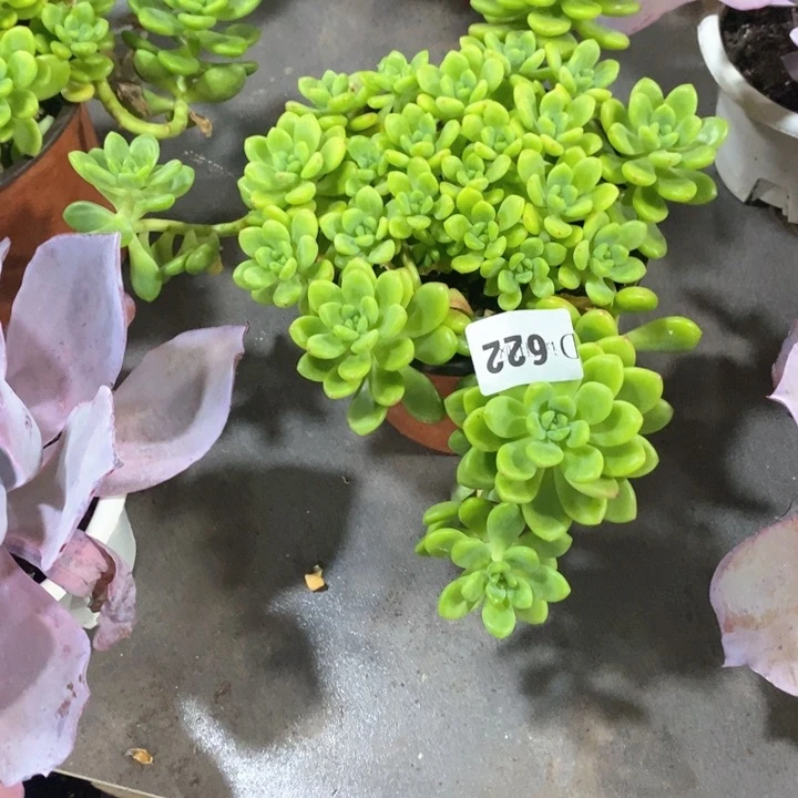 伊**装622香格里拉多肉植物