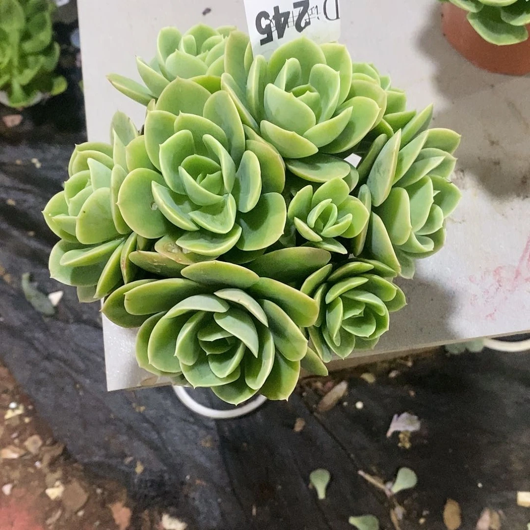 晓*245星娜塔多肉