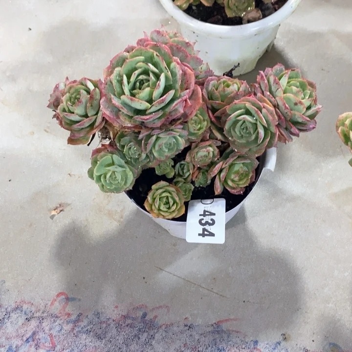 雅*434克罗地亚多肉植物