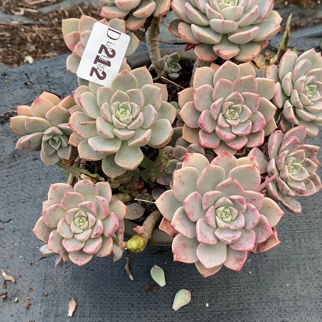 喔***哥212红粉佳人多肉植物