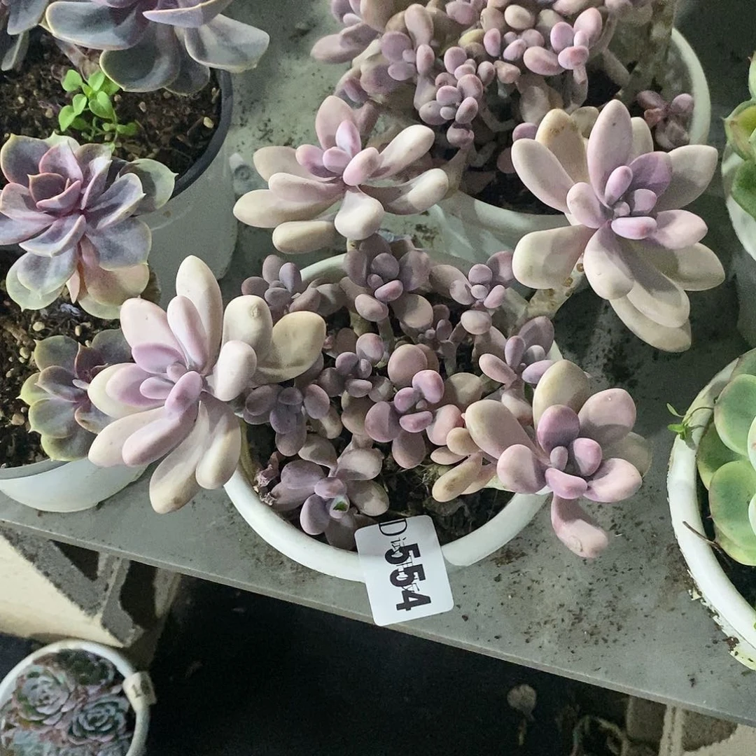 丽*554桃蛋多肉植物