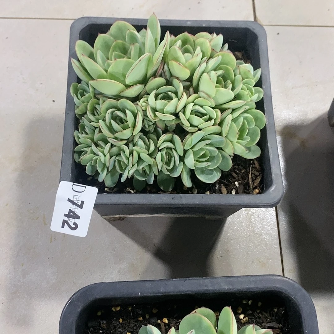全***鲤742牡丹亭多肉植物