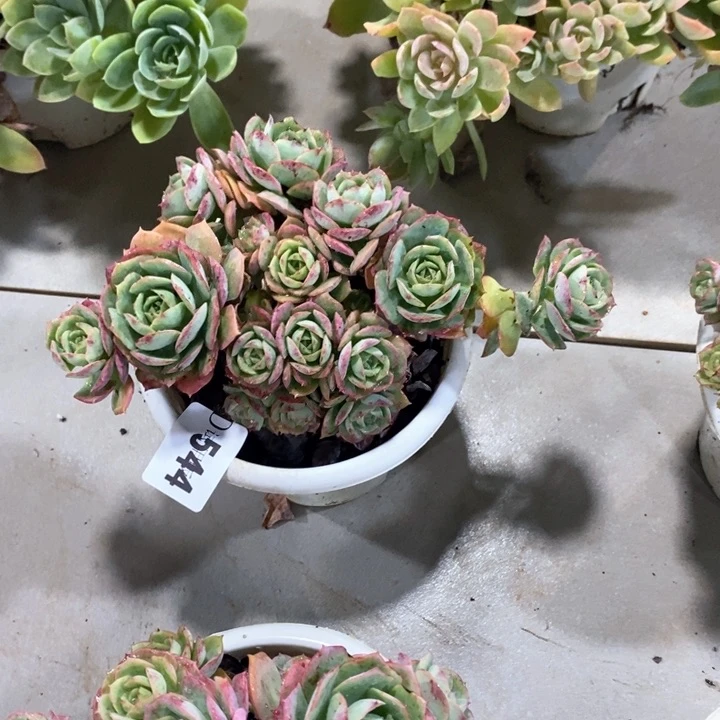 淡*544克罗地亚多肉植物