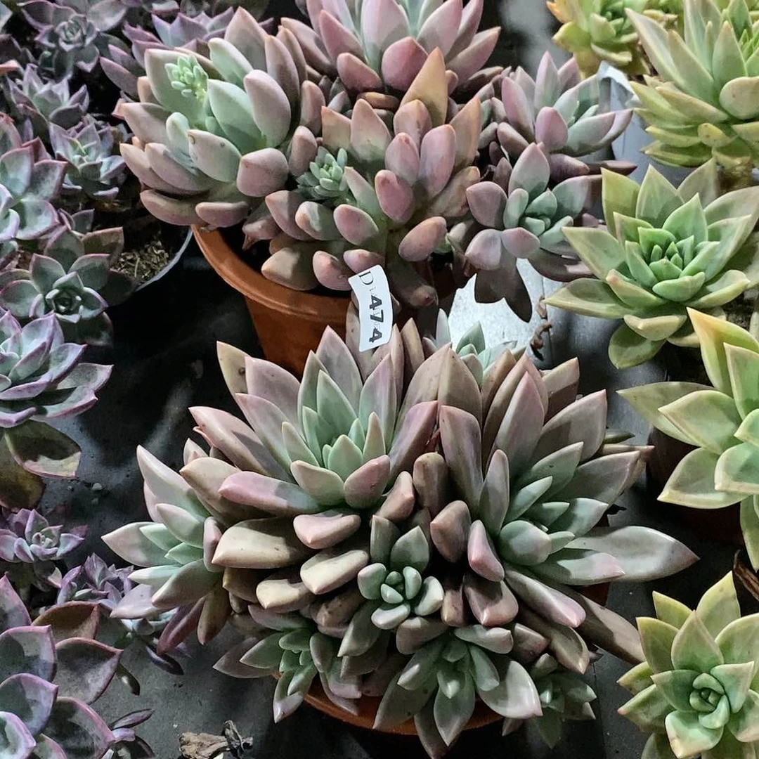 桐*474桃花源2颗多肉植物