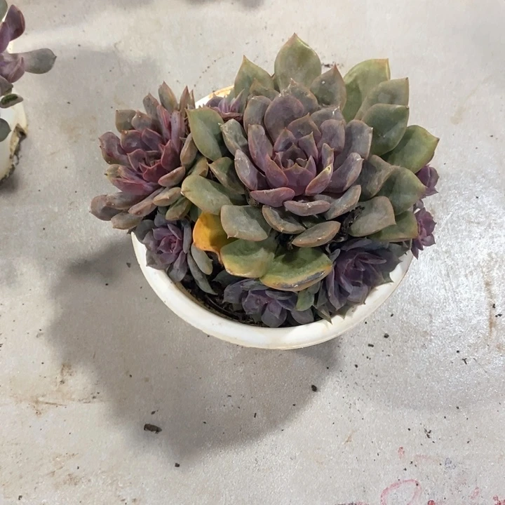 钱***锦红玫瑰多肉植物