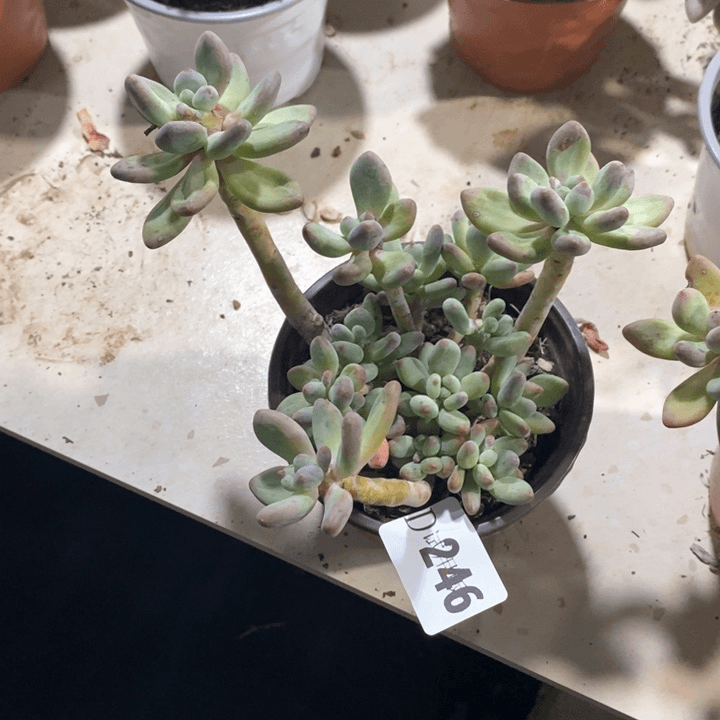 246苹果奶多肉植物