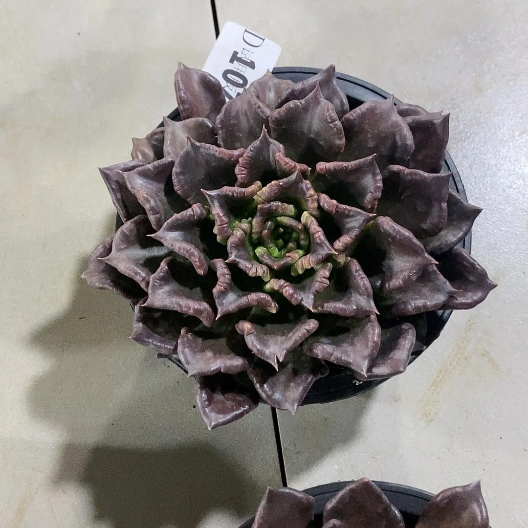 黑*珠107黑饺子皮多肉植物