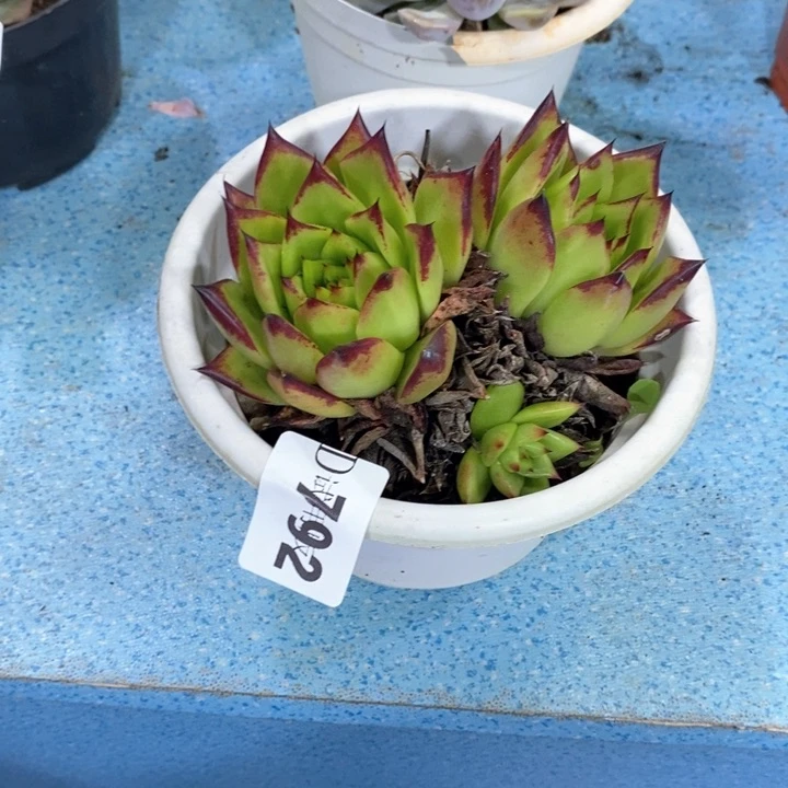 一***面792口红多肉植物