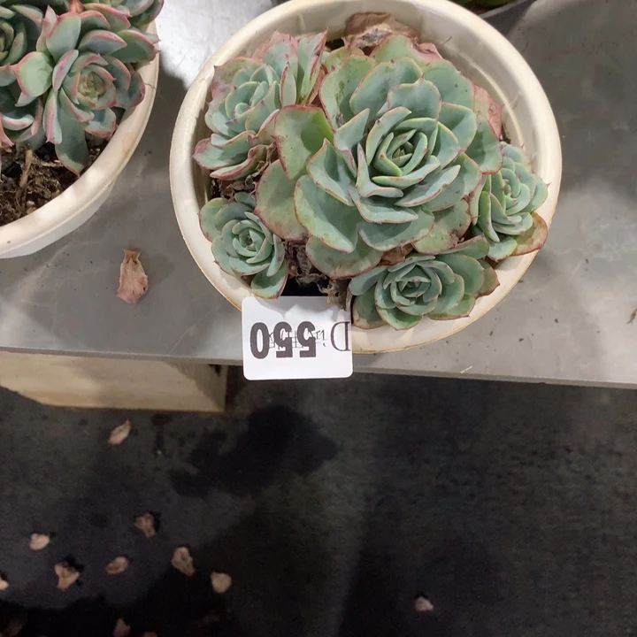 【闪购商品】霞*＃550黄桃多肉植物