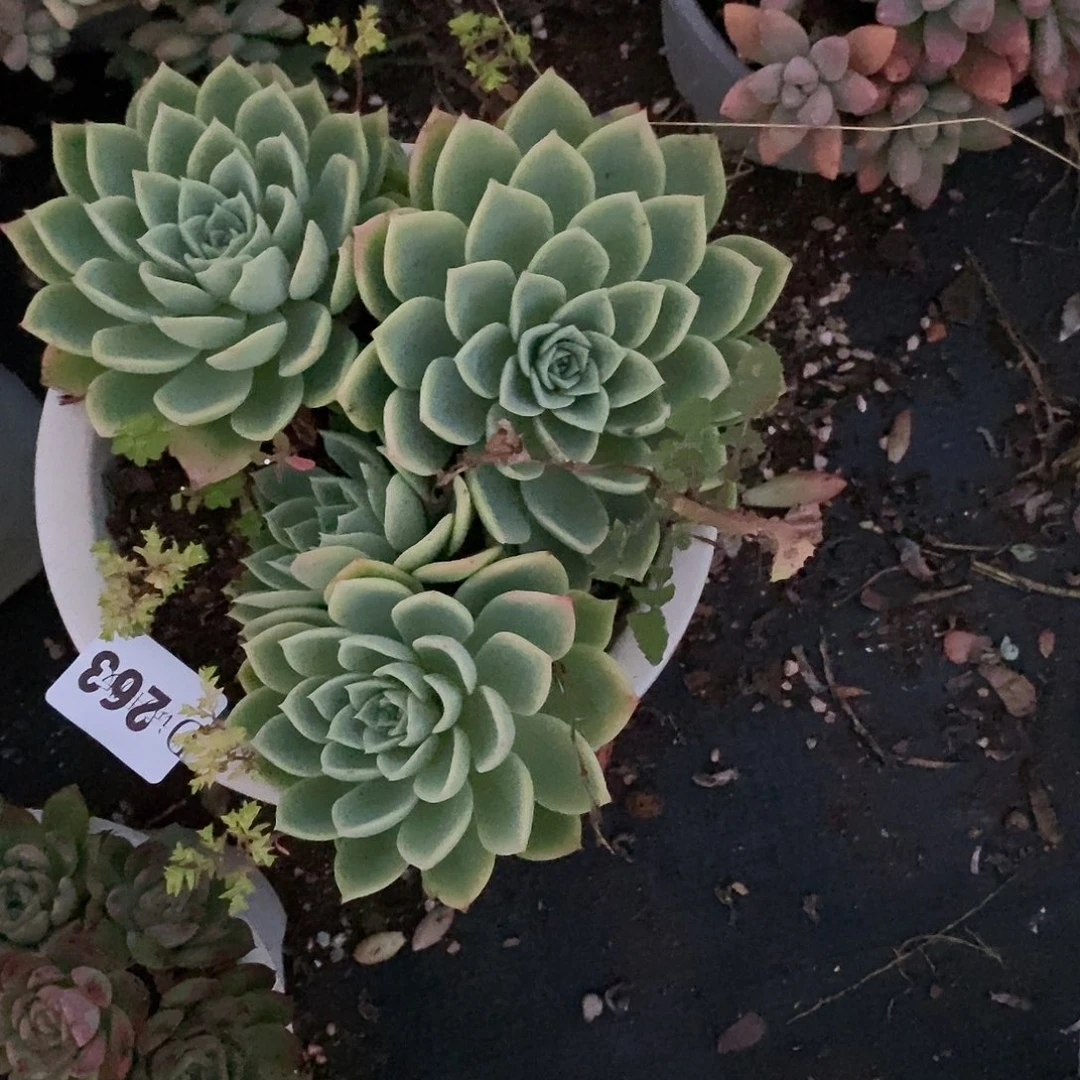 可*263三色堇多肉植物