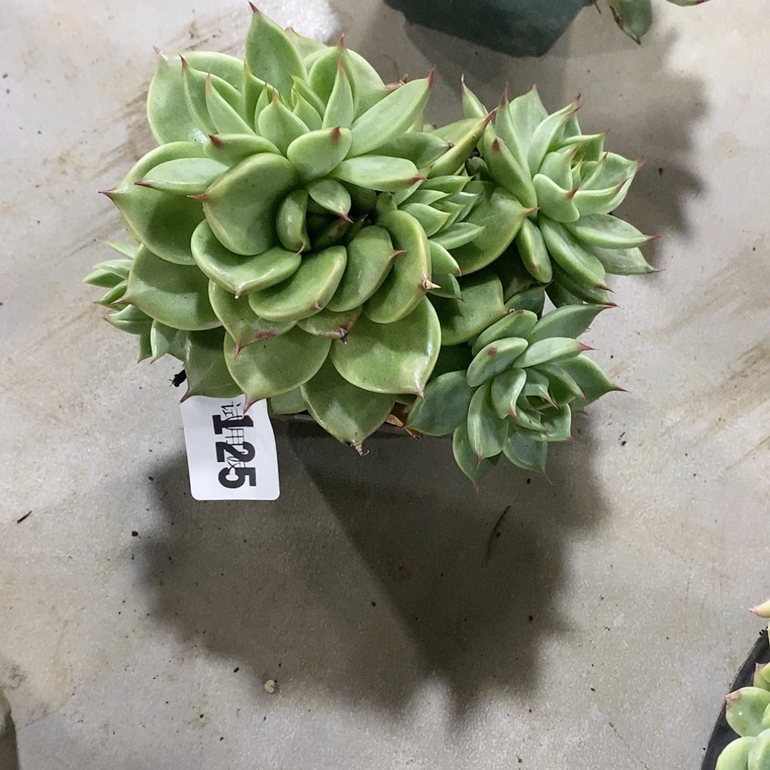 黑*珠125托斯卡多肉植物