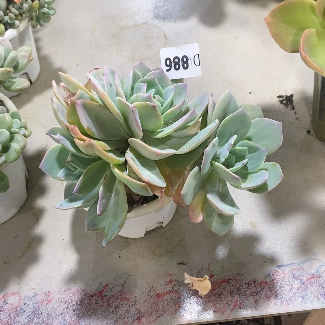 ?**?886血凤多肉植物