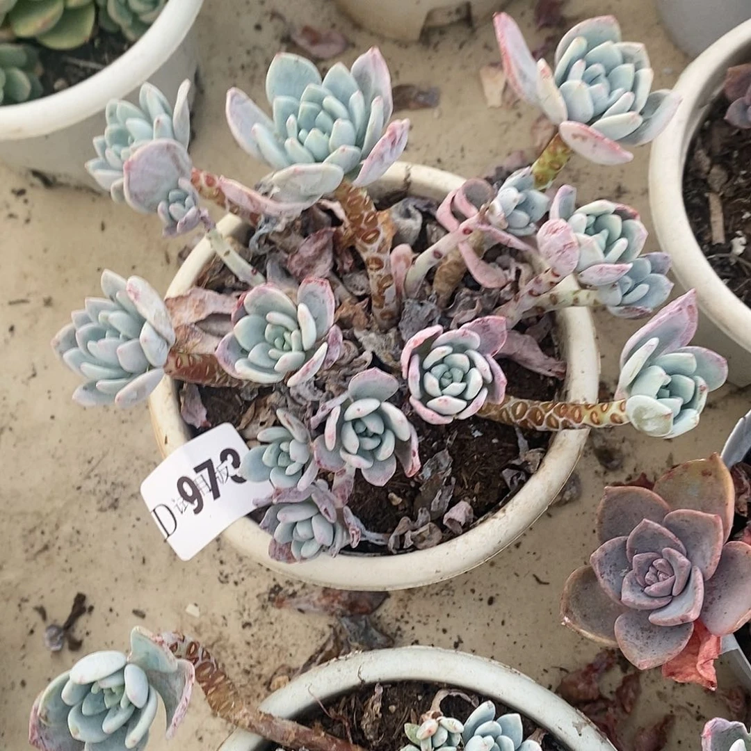 曾*?973冷香多肉植物