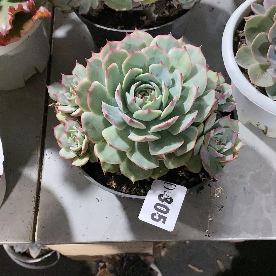 钱****＇305粉色提示多肉植物