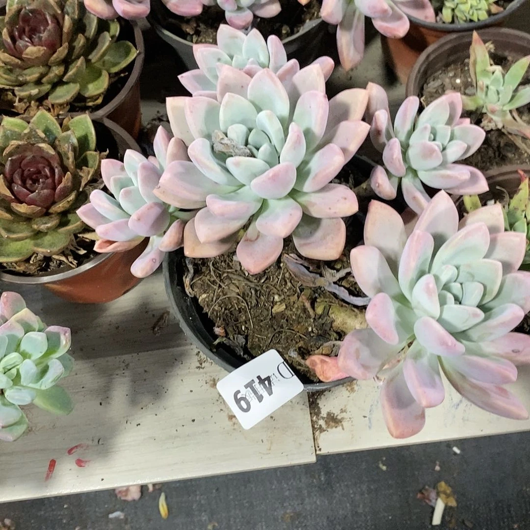 @****花419奥普多肉植物