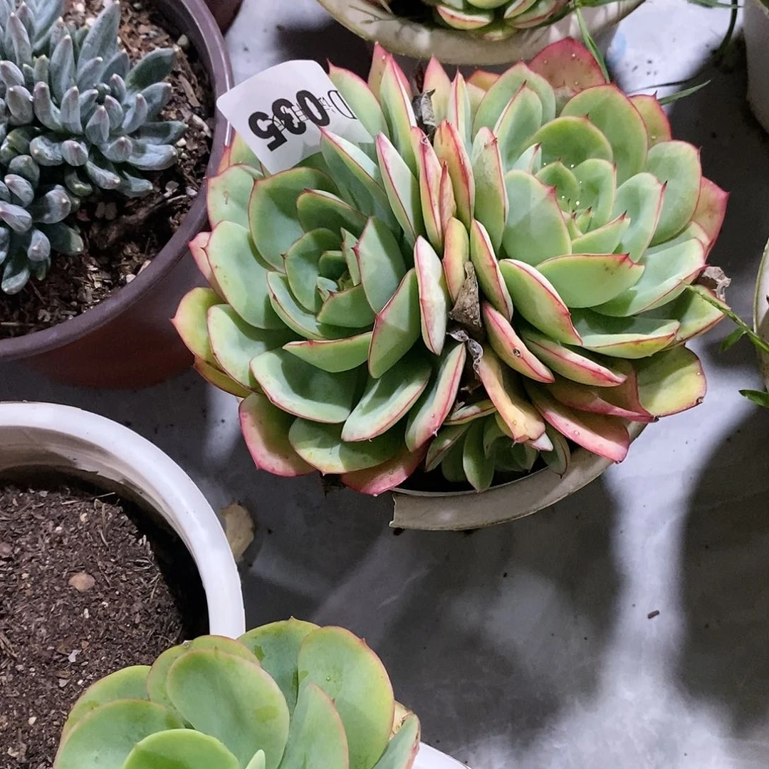 @***水035牡丹亭多肉植物