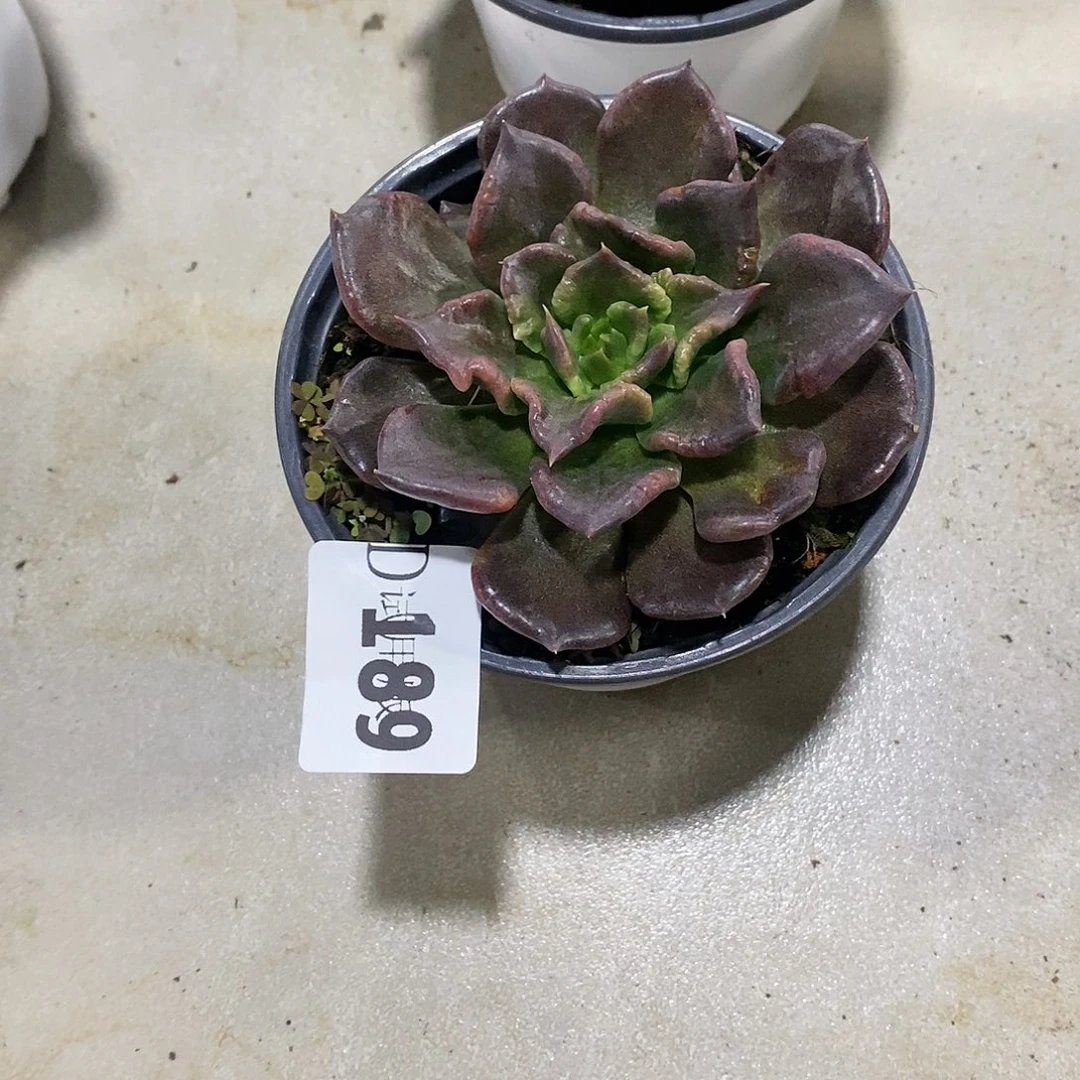 仙*球189黑饺子皮多肉植物