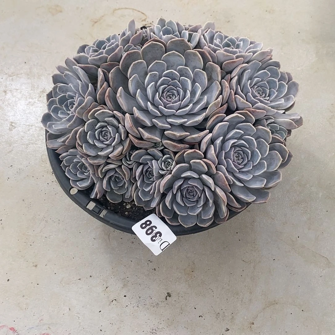 A****398汉堡多肉植物