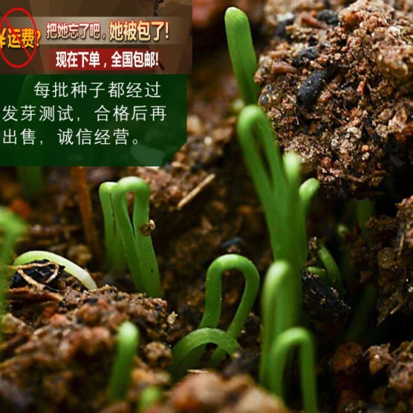 多年生抗寒抗旱新韭菜种子散装割茬紫根韭菜种籽生韭菜籽粉四季阳